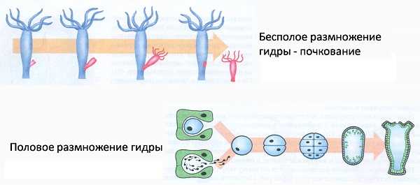 Официальный сайт омг тор